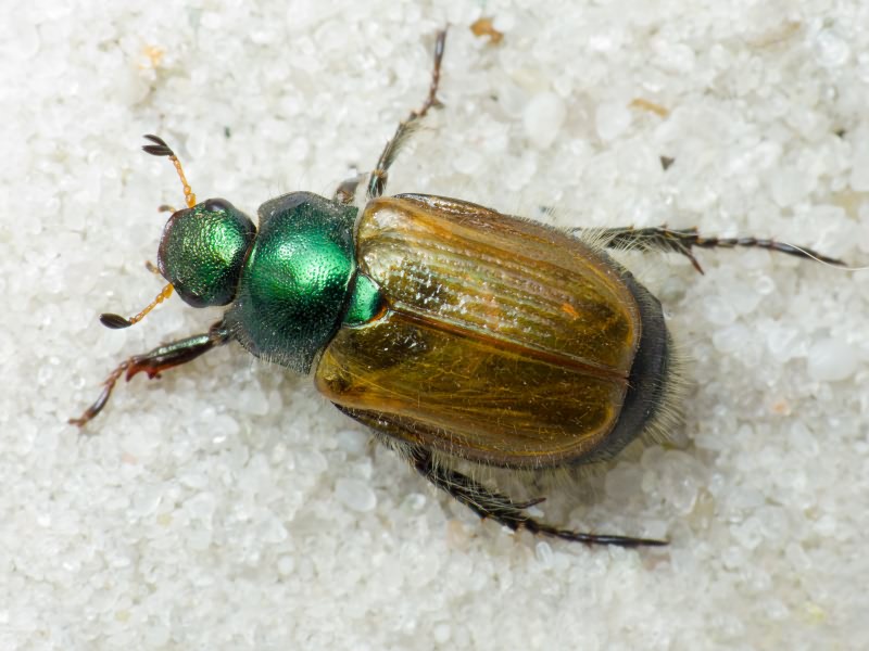 Phyllopertha horticola (Linnaeus, 1758)